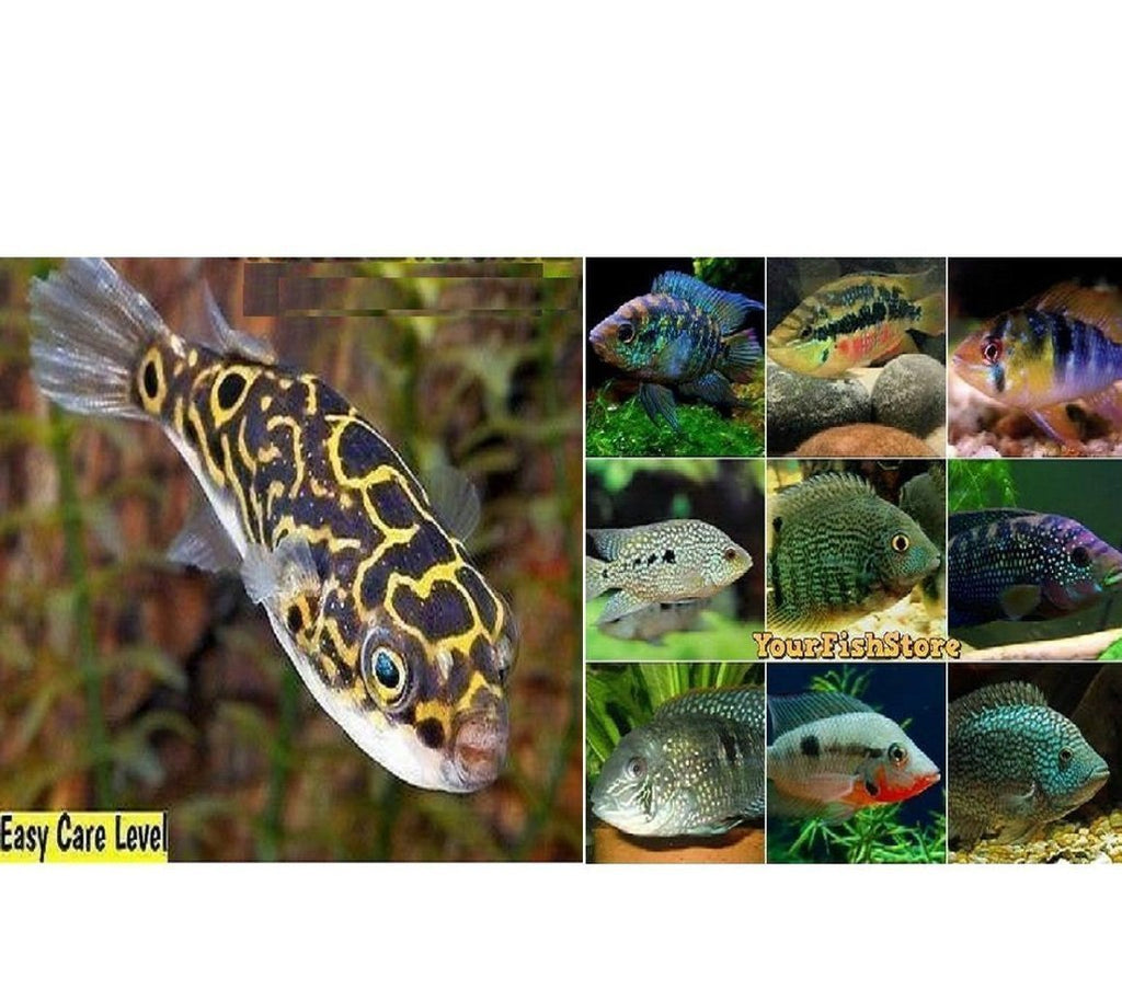 30+ Puffers and Cichlids Package - x10 Figure Eight Puffers / x20 South American Cichlids