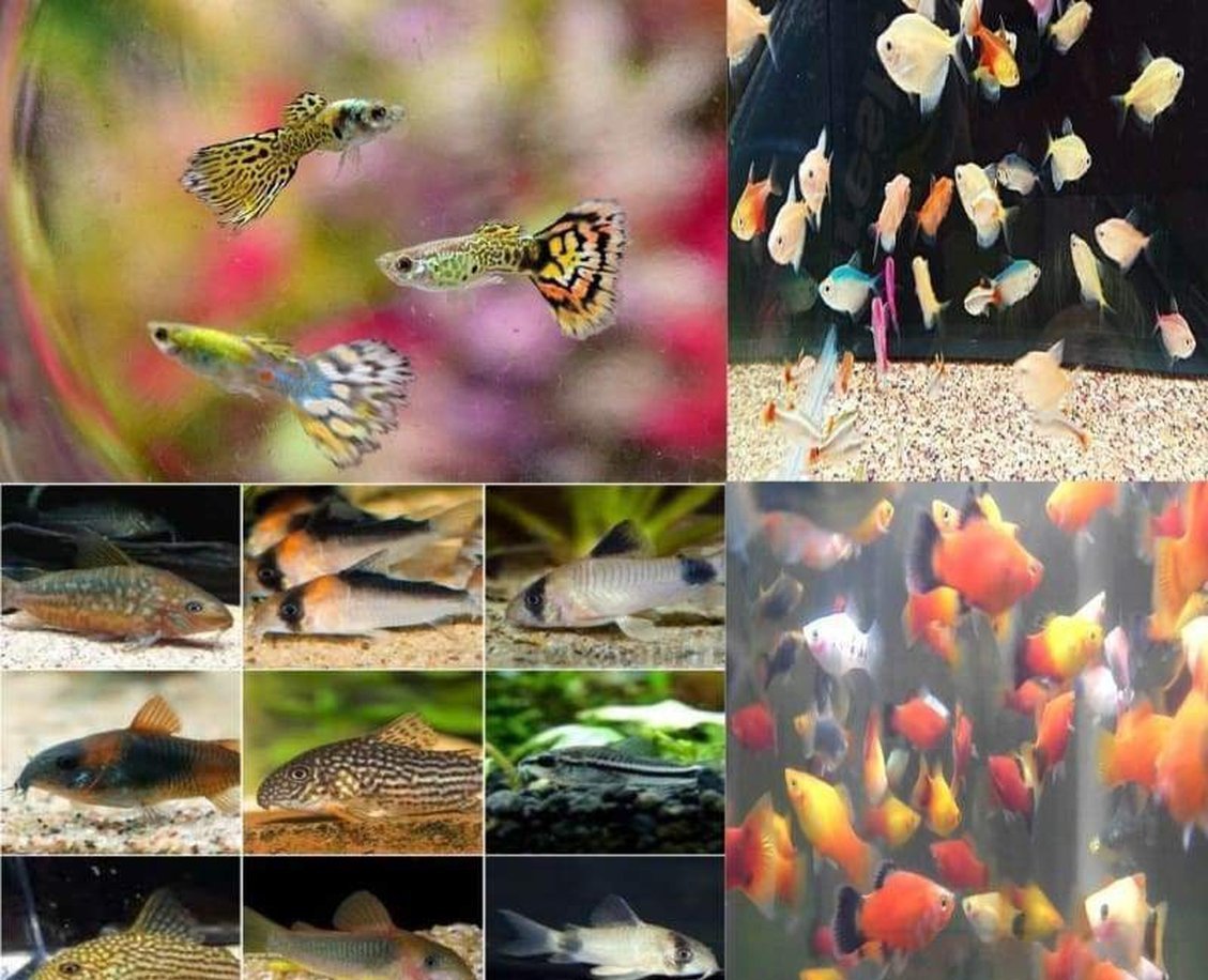 55+ Fish Package Peaceful Community - Freshwater-Complete Tank Packages-www.YourFishStore.com