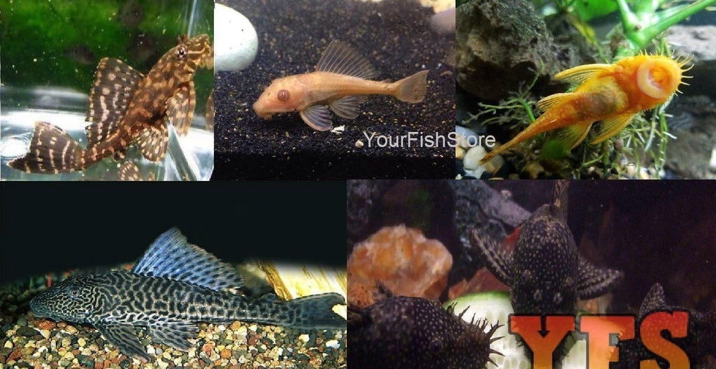 80+ Fish Package - Assorted Pleco - *Ultimate Tank Cleaner Package* Freshwater Fish Free Shipping *Bulk Save