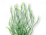 Aquatop Light Green Small Leaf Aquarium Plant-Fish-www.YourFishStore.com