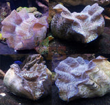 Assorted Giant Derasa Clams 6" + (Rare) *Tank Center Piece*-marine fish packages-www.YourFishStore.com