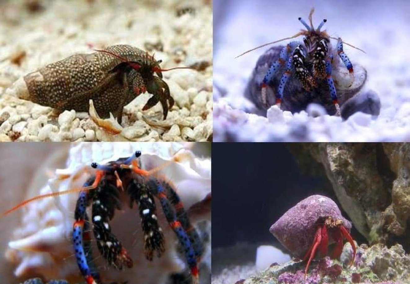 Assorted Hermit Crab Package *FREE SHIPPING-Invert Packages-www.YourFishStore.com