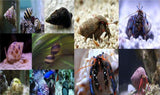 Assorted Hermit Crab & Snail Package *FREE SHIPPING-Invert Packages-www.YourFishStore.com