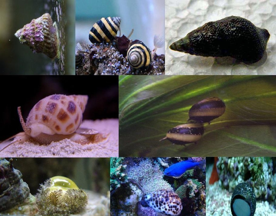Assorted Snail Package *FREE SHIPPING-Invert Packages-www.YourFishStore.com