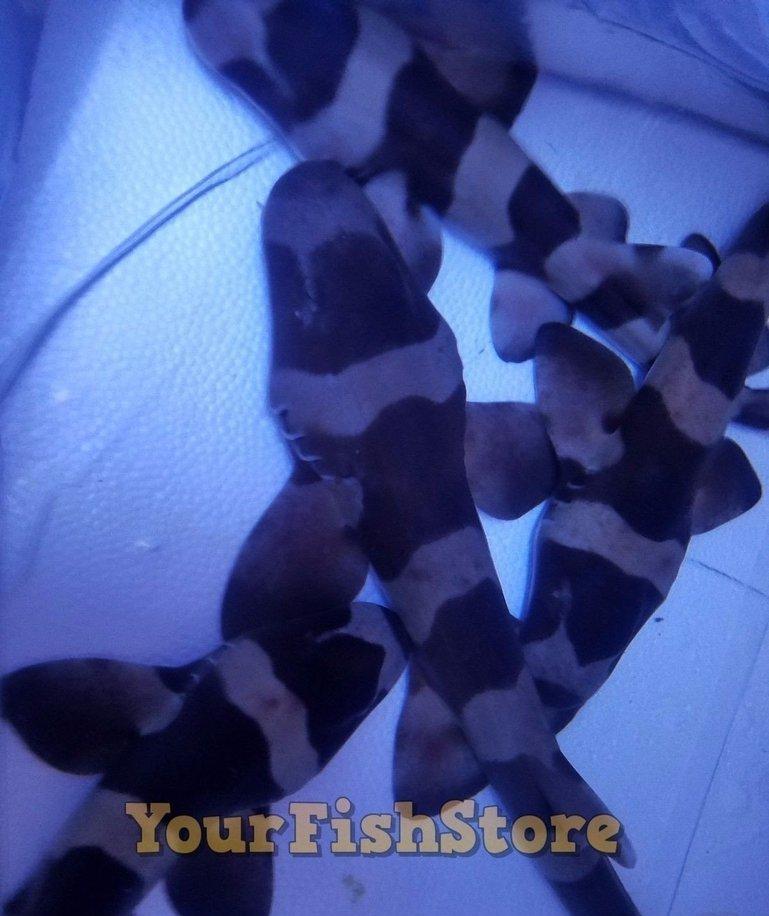 Banded Cat Shark Md/Lrg - Approx 8" - 10" Each - Marine Fish -