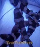 Banded Cat Shark Md/Lrg - Approx 8" - 10" Each - Marine Fish -marine fish packages-www.YourFishStore.com