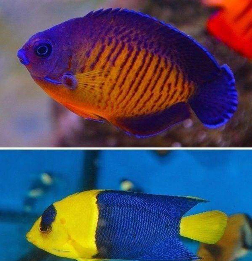 Bicolor Angel Fish & Coral Beauty Angel Fish - Medium 2" - 3" Each Free Shipping-Marine Dwarf Angelfish-www.YourFishStore.com