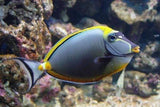 Blonde Naso Tang Fish Med 3"-4" - Live Tropical Fish -Saltwater Coral Sps Lps-marine fish packages-www.YourFishStore.com
