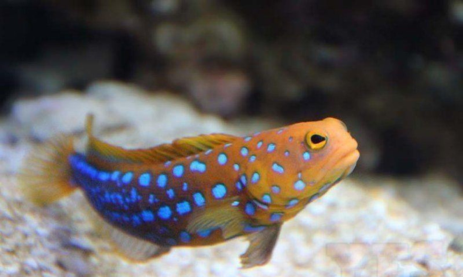 Blue Dot Jawfish Fish Med Live Colorful Saltwater Fish only