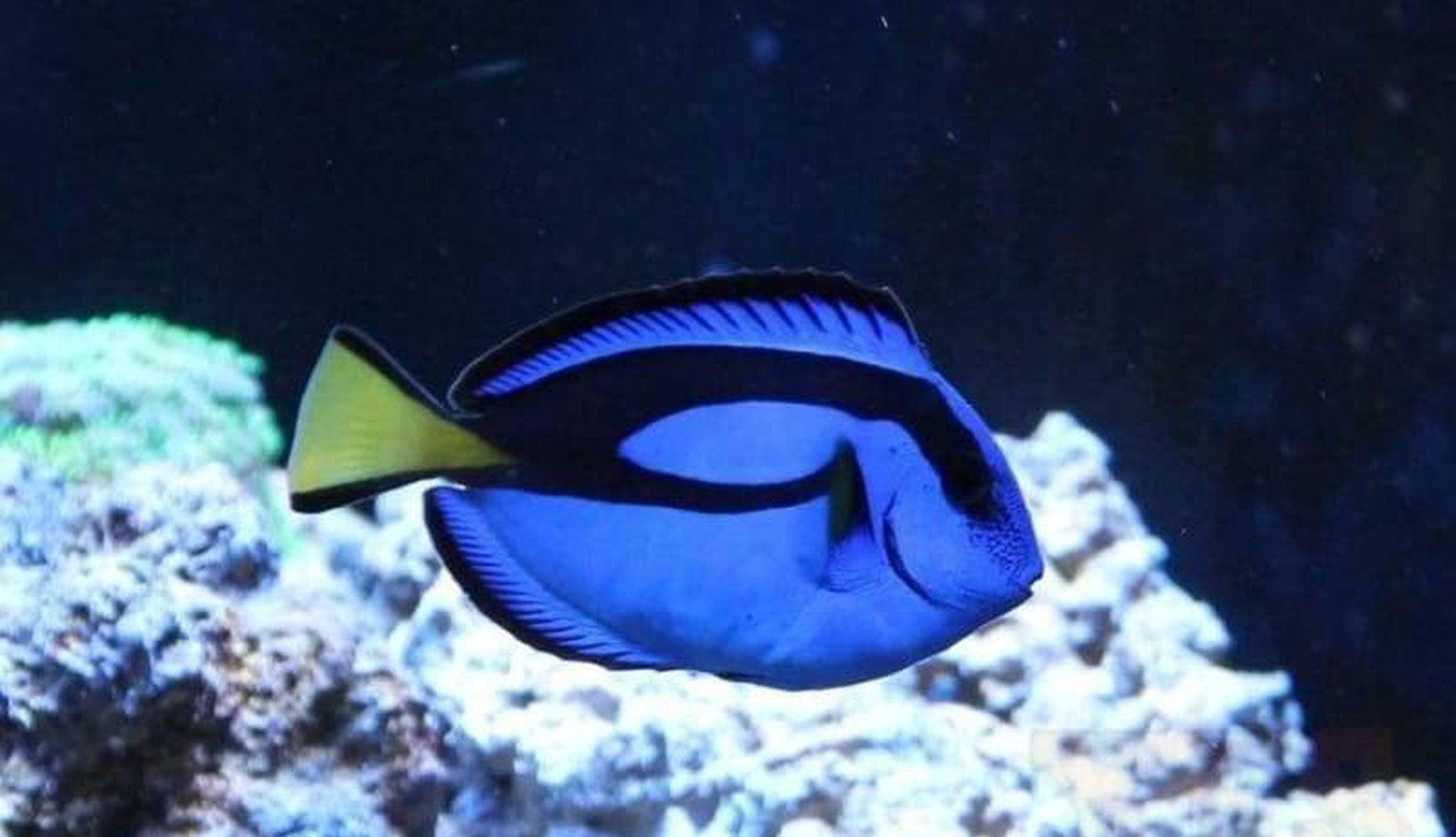 Blue Hippo Tang Fish - Sml 1"- 2" Each Saltwater Yourfishstore-marine fish packages-www.YourFishStore.com