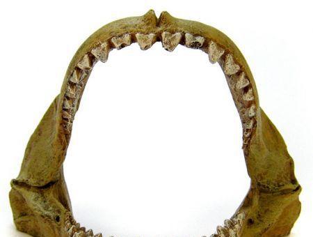 Blue Ribbon Great White Shark Jaws Ornament