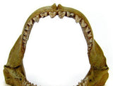 Blue Ribbon Great White Shark Jaws Ornament-Fish-www.YourFishStore.com