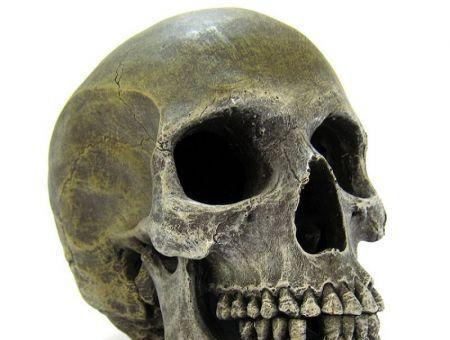 Blue Ribbon Human Skull Ornament