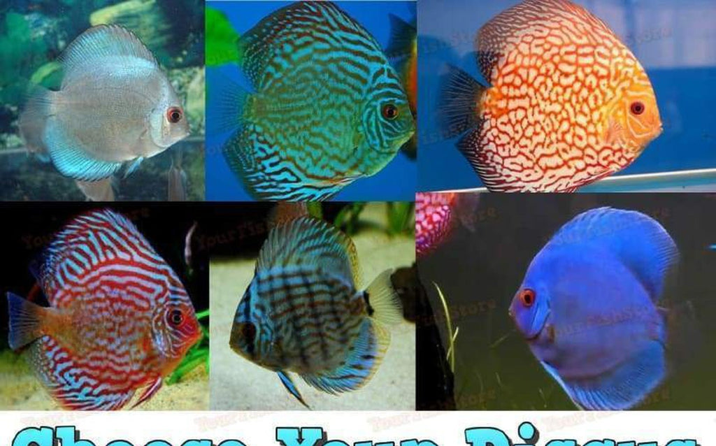 Choose Your X2 Discus Freshwater SM-MD Package