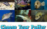 Choose Your X2 Marine Puffers SM-MD Package-Choose Your Fish-www.YourFishStore.com