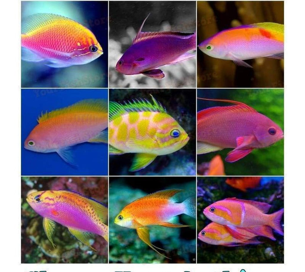 Choose Your X4 Anthias Sm-Med Package