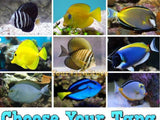Choose Your X4 Tang Marine Tang SM Package-Choose Your Fish-www.YourFishStore.com
