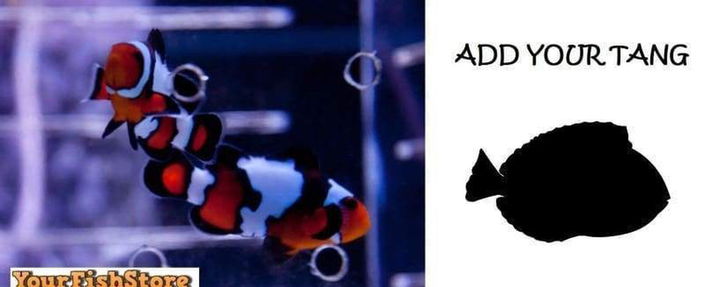 Choose Your x2 (Pair) Black Ice Clownfish And Marine Tang SM-MD Package