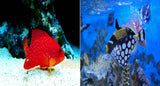 Clown Trigger & Miniatus Grouper Fish Med - Tropical Free Ship-marine fish packages-www.YourFishStore.com