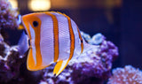 Copper Band Butterfly Fish - Medium 2" - 3" Each Free Shipping-marine fish packages-www.YourFishStore.com