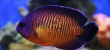 Coral Beauty Angel Fish - Medium - Fish Saltwater Free Shipping-Marine Dwarf Angelfish-www.YourFishStore.com