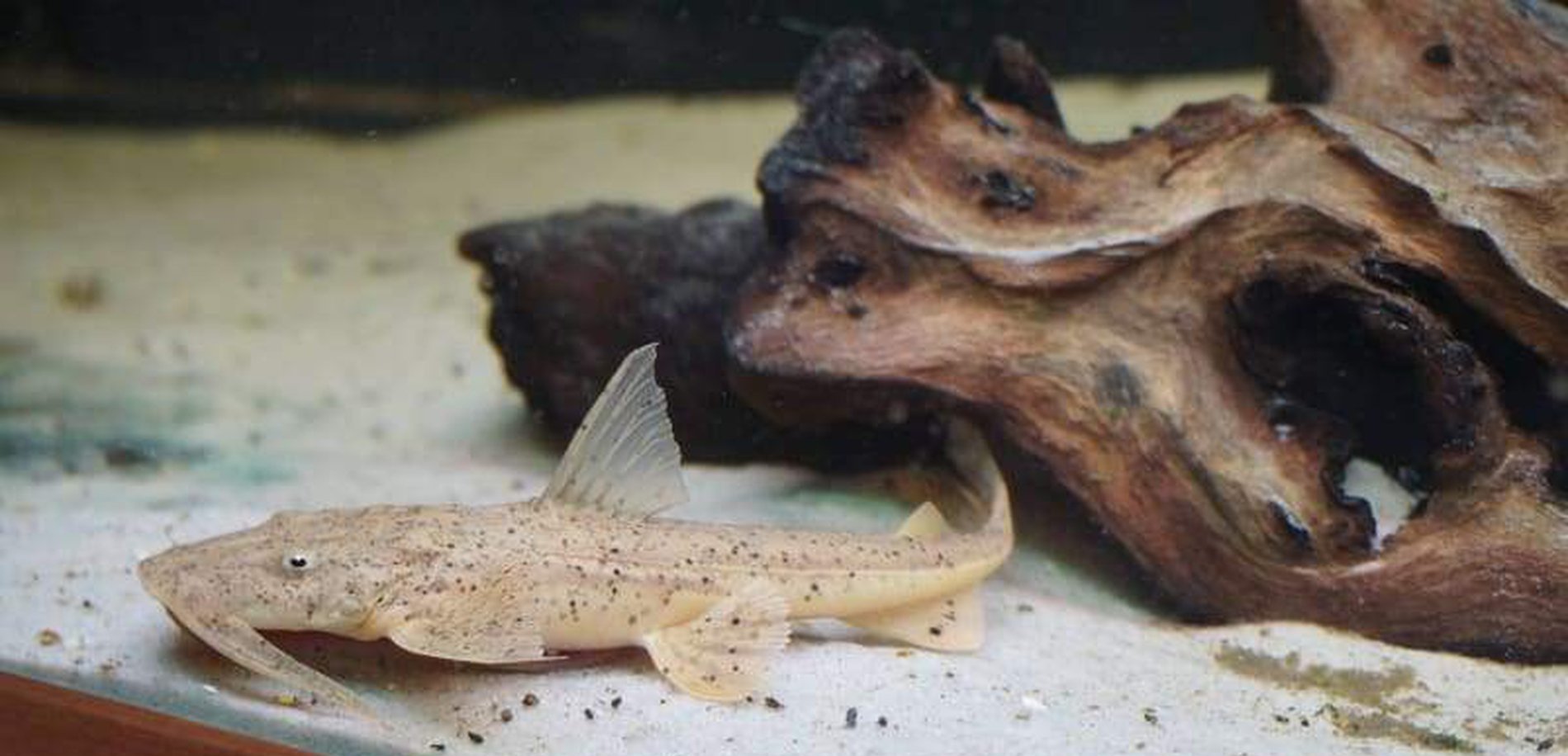 RUMPOL Crocodile - Sea & Catfish - Catalog - Žūklė Vilkijoje