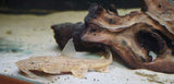 Crocodile Catfish Xlg 4" - 6" Each - Freshwater Fish Free Shipping-Freshwater Fish Package-www.YourFishStore.com