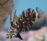 Dragon Wrasse - Juven Approx 1 - 2" - Novaculichthys Taeniours-marine fish packages-www.YourFishStore.com