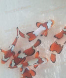 Eight (X8) Live Black Ice Clown Fish Batch Med - Hand Picked-marine fish packages-www.YourFishStore.com