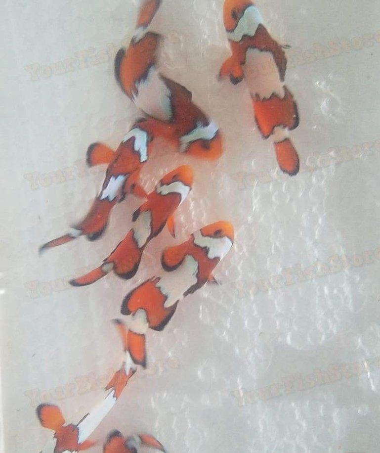 Eight (X8) Live Black Ice Clown Fish Batch Med - Hand Picked