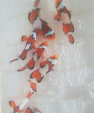 Eight (X8) Live Black Ice Clown Fish Batch Med - Hand Picked-marine fish packages-www.YourFishStore.com