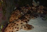 Epaulette Shark - Hemiscyllium Halmahera Jararta-marine fish packages-www.YourFishStore.com