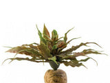 Exo-Terra Desert Star Cactus Terrarium Plant-Reptile-www.YourFishStore.com