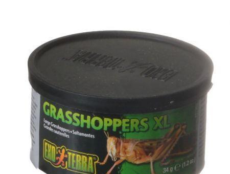 Exo-Terra Grasshoppers XL