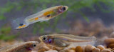 Feeder Guppy Fish Quarter Box 100 - 150+ Tank Raised - Live Freshwater-Freshwater Fish Package-www.YourFishStore.com