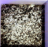 Feeder Guppy Fish Quarter Box 100 - 150+ Tank Raised - Live Freshwater-Freshwater Fish Package-www.YourFishStore.com