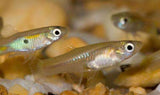 Feeder Guppy Quarter Box (180-225 Count)-Freshwater Feeder Items-www.YourFishStore.com