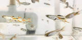 Feeder Livebearer Med/Lrg Box (90-140 Count)-Freshwater Feeder Items-www.YourFishStore.com