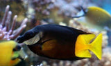 Fiji Foxface; Fiji Fish (Bicolor Foxface) Siganus Uspi Med3-4"-marine fish packages-www.YourFishStore.com