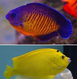 Flagin Angel Fish & Coral Beauty Angel Fish - Medium 2" - 3" Each Free Shipping-Marine Dwarf Angelfish-www.YourFishStore.com