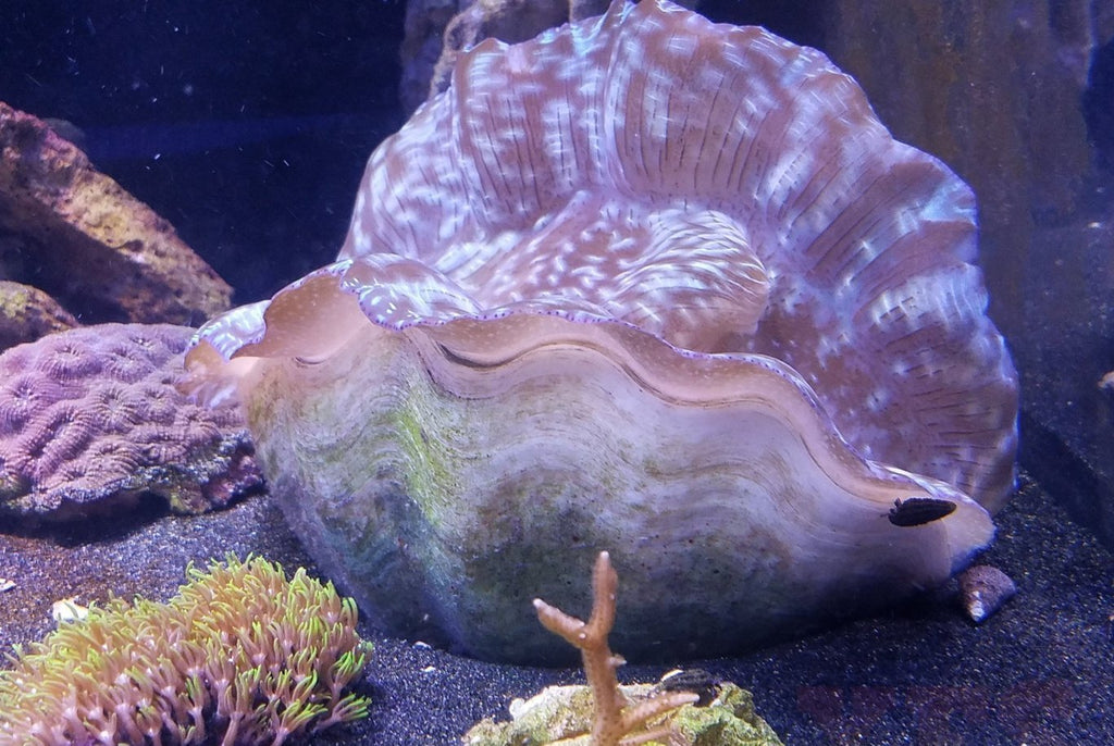 Giant Derasa Clams 6" - 7" *Tank Raised - Wysiwyg