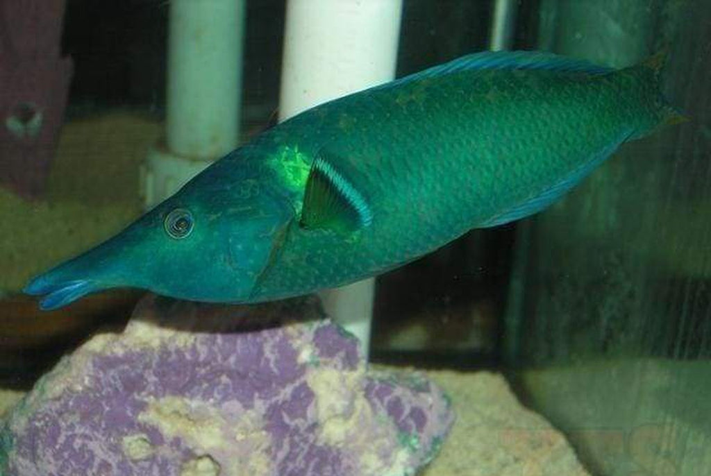 Green Bird Wrasse Fish Med - Gomphosus - Yourfishstor