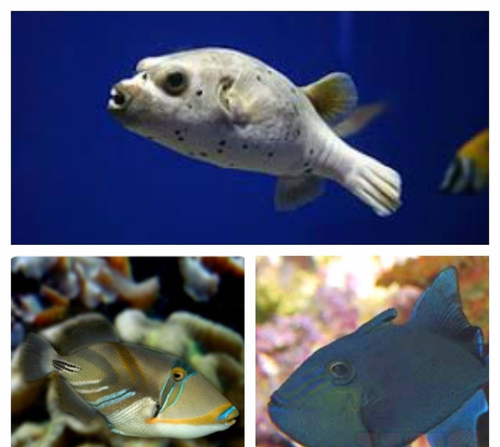 Humu Humu Trigger Fish Humu Humu Trigger / Niger Trigger / Dog Face Puffer Package Med only