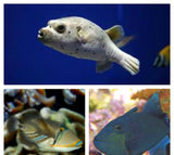 Humu Humu Trigger / Niger Trigger / Dog Face Puffer Package Med-marine fish packages-www.YourFishStore.com