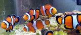 JUMBO - Amphiprion Ocellaris Clown Fish - Adults 2 1/2" - 3" *SALE-marine fish packages-www.YourFishStore.com