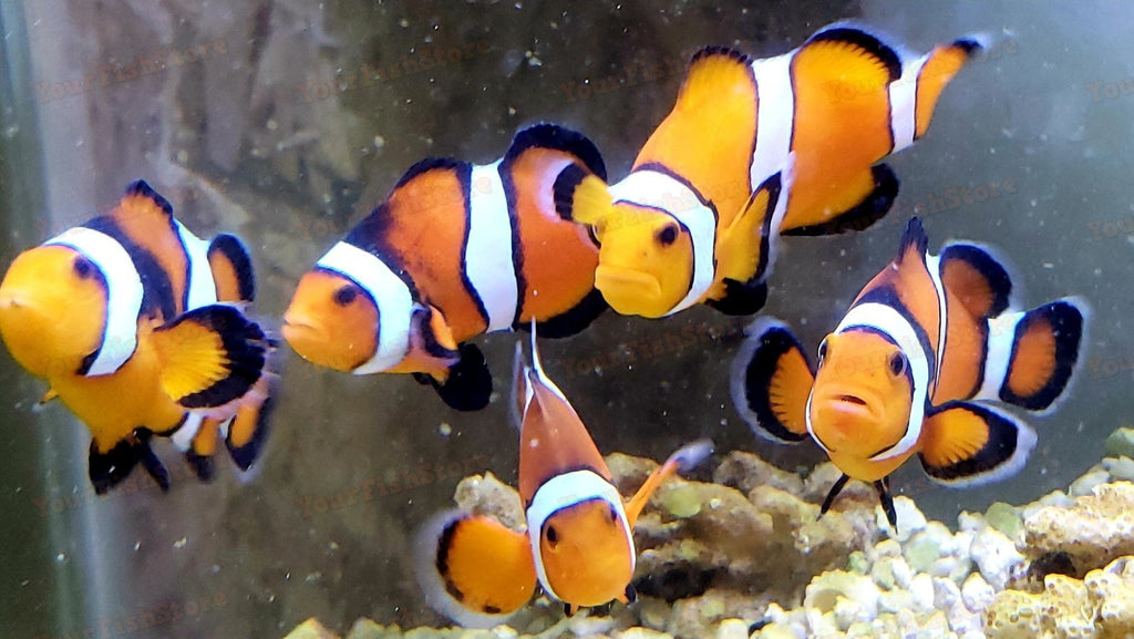 JUMBO - Amphiprion Ocellaris Clown Fish - Adults 2 1/2" - 3" *SALE