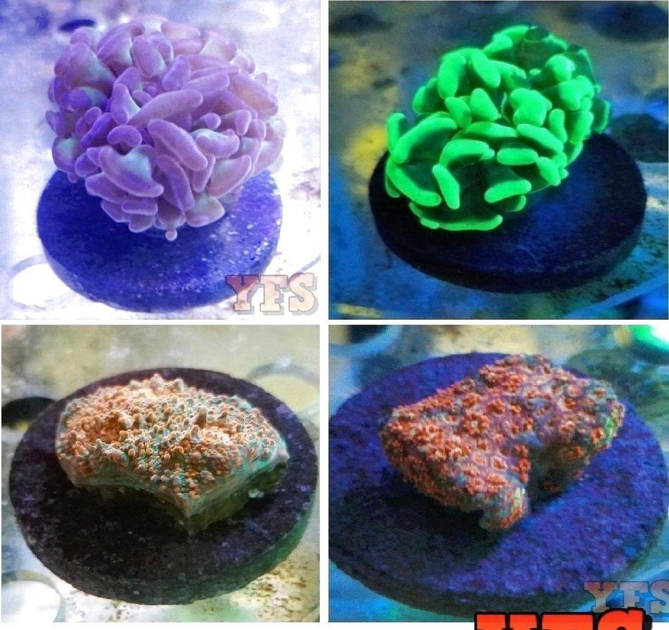 Live Coral: X1 Purple Hammer - X1 Green Hammer - X1 Asst. Chalice - X1 Asst Goni-frag packages-www.YourFishStore.com