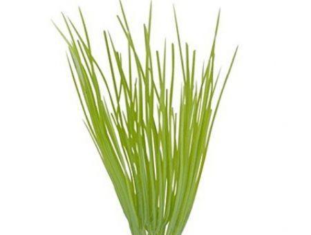 Marina Betta Kit Plastic Plant Hairgrass