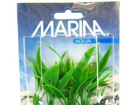 Marina Foreground Crypt Becketti Aquarium Plant