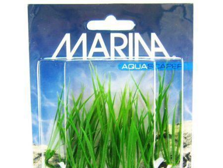 Marina Foreground Micro Sagittaria Aquarium Plant